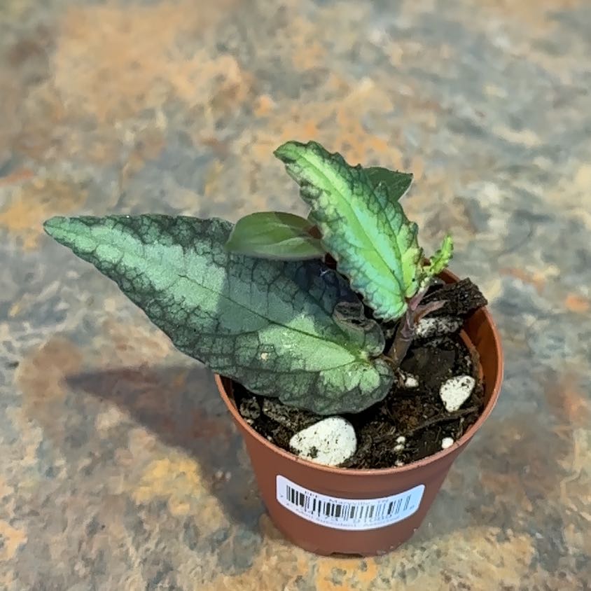 Photo of the plant species Pellionia by @MoonchildBec named Winston on Greg, the plant care app