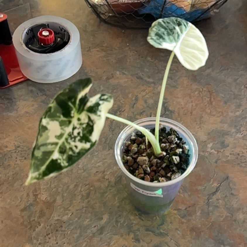 Photo of the plant species Variegated Frydek by @MoonchildBec named Laken on Greg, the plant care app