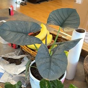 Photo of the plant species Alocasia Reginae Silver by @MoonchildBec named Ariel on Greg, the plant care app