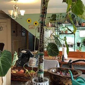 Photo of the plant species Philodendron Splendid by @MoonchildBec named Dani on Greg, the plant care app