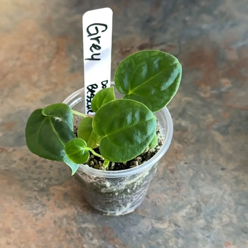 Photo of the plant species Anthurium Doc Block Michelle by @MoonchildBec named Grey on Greg, the plant care app