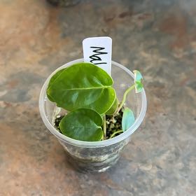 Photo of the plant species Anthurium Doc Block Michelle by @MoonchildBec named Mal on Greg, the plant care app