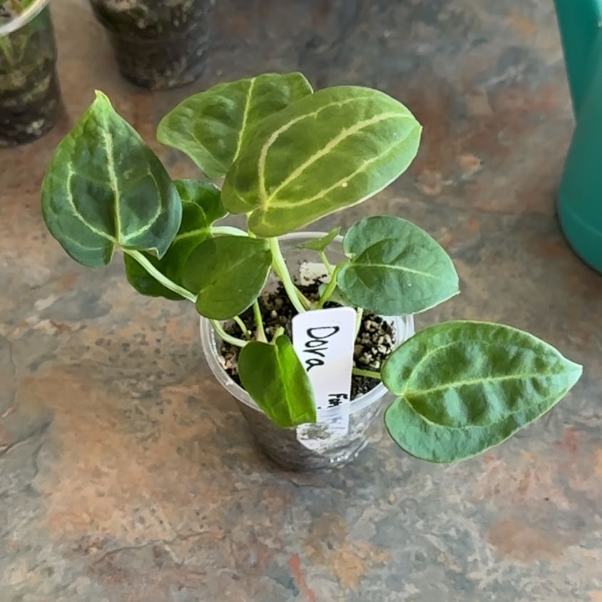 Photo of the plant species Anthurium Forgetii Magnificum by @MoonchildBec named Dora on Greg, the plant care app