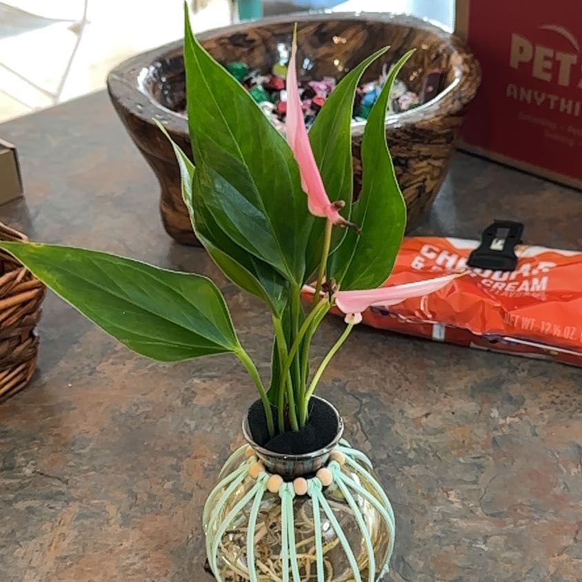 Photo of the plant species Flamingo Flower by @MoonchildBec named Flamingo on Greg, the plant care app