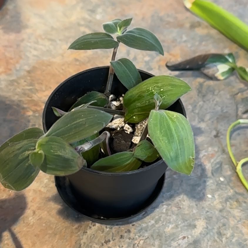 Photo of the plant species Baby Bunny Bellies by @MoonchildBec named Narly on Greg, the plant care app
