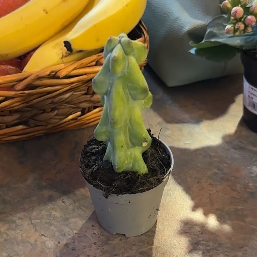 Photo of the plant species Boobie cactus by @MoonchildBec named Boobie on Greg, the plant care app