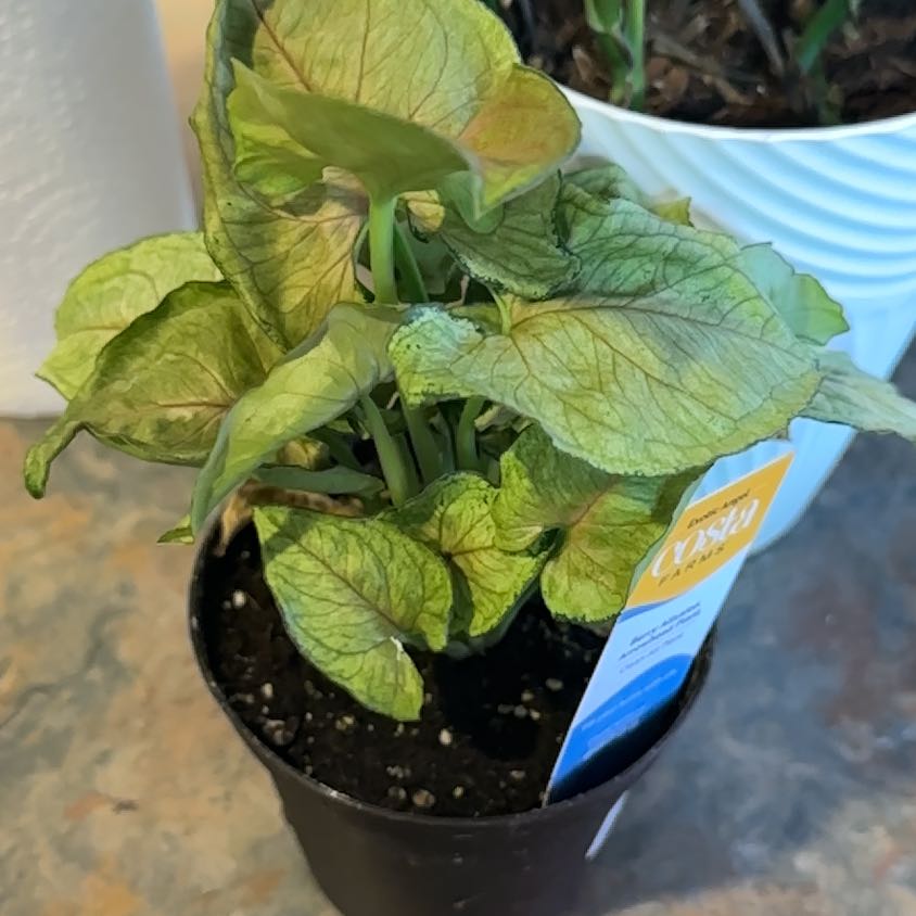Photo of the plant species Arrowhead Plant by @MoonchildBec named Ryna on Greg, the plant care app