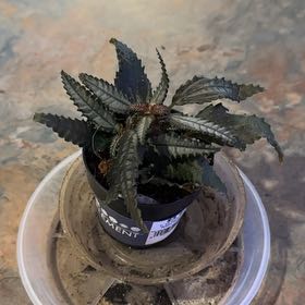 Photo of the plant species Pilea 'Black Mystery' by @MoonchildBec named Spunky on Greg, the plant care app