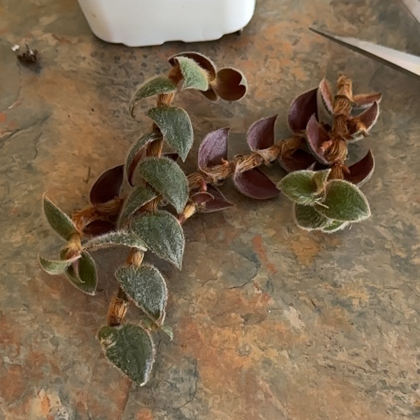 Photo of the plant species Teddy Bear Vine by @MoonchildBec named Dallas on Greg, the plant care app