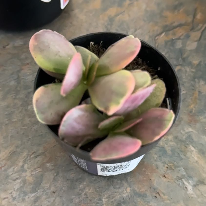 Photo of the plant species succulent by @MoonchildBec named Lorali on Greg, the plant care app