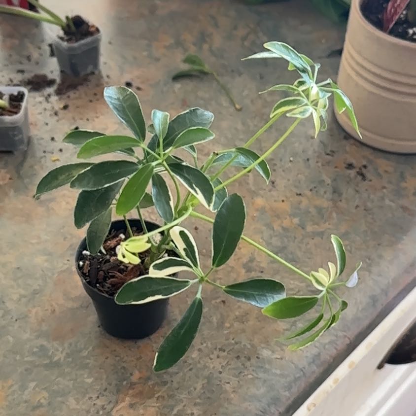 Photo of the plant species Variegated Umbrella Plant by @MoonchildBec named Fancy on Greg, the plant care app