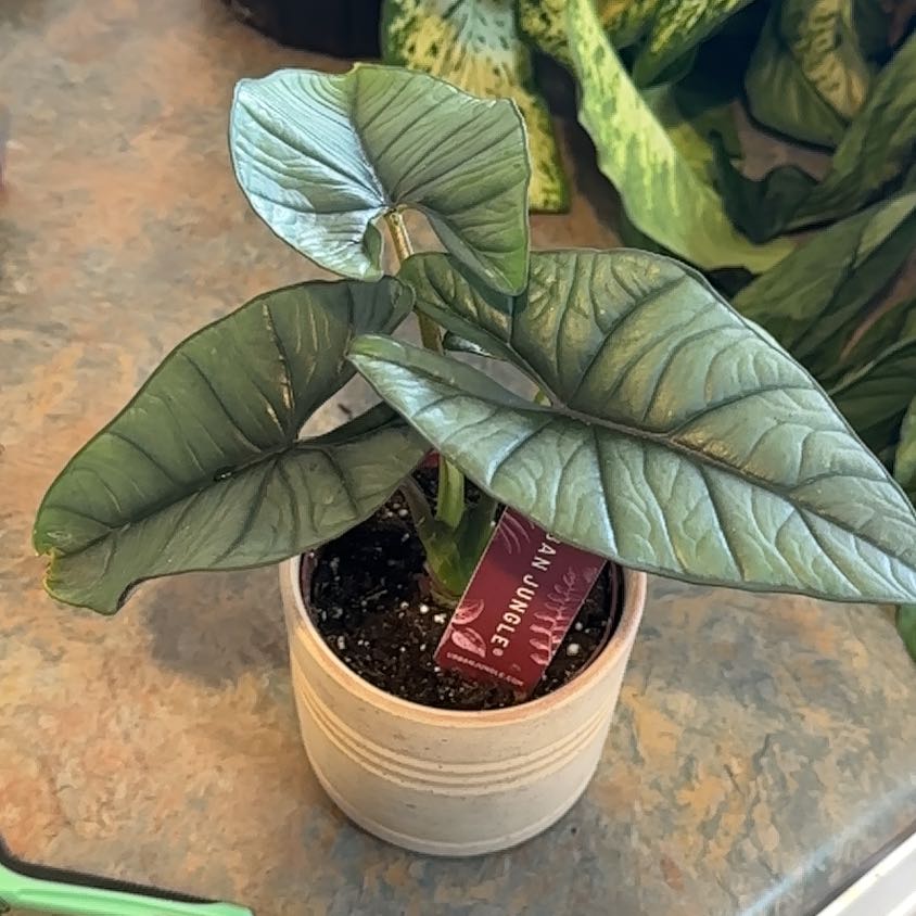 Photo of the plant species Alocasia Platinum by @MoonchildBec named Bisma on Greg, the plant care app