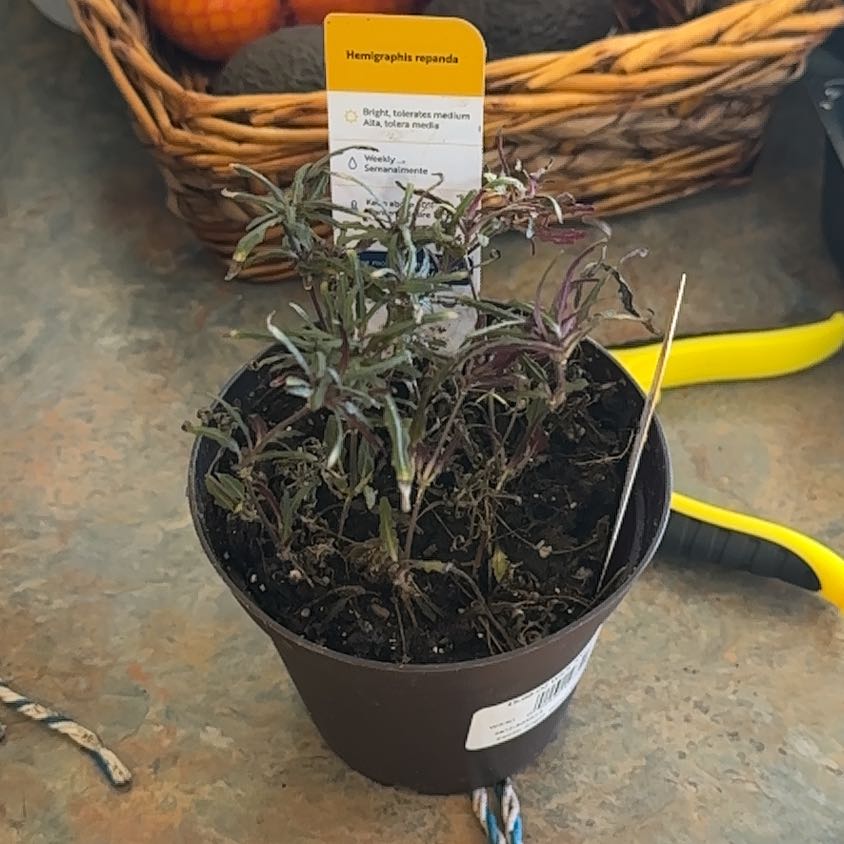 Photo of the plant species Idea For Terrariums by @MoonchildBec named Diamond on Greg, the plant care app