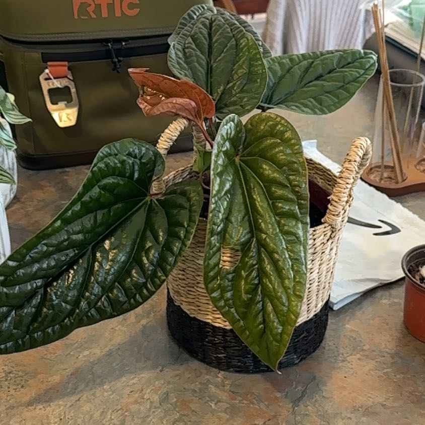 Photo of the plant species Anthurium Luxurians by @MoonchildBec named Ursa on Greg, the plant care app