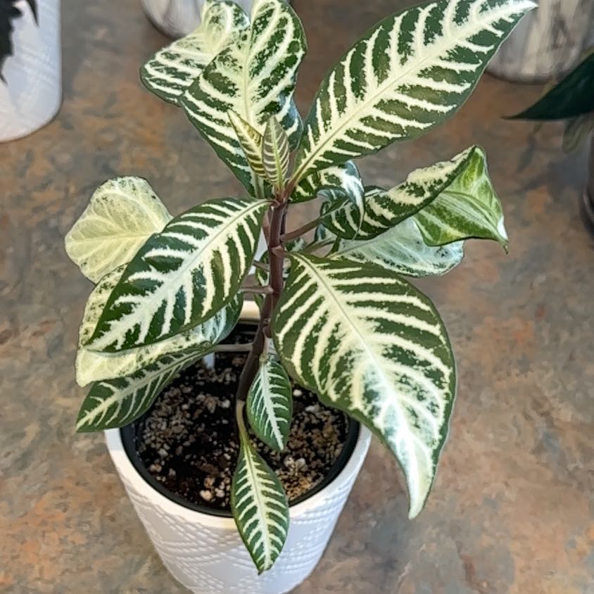 Photo of the plant species Aphelandra 'Snow White' by @MoonchildBec named Snow White on Greg, the plant care app