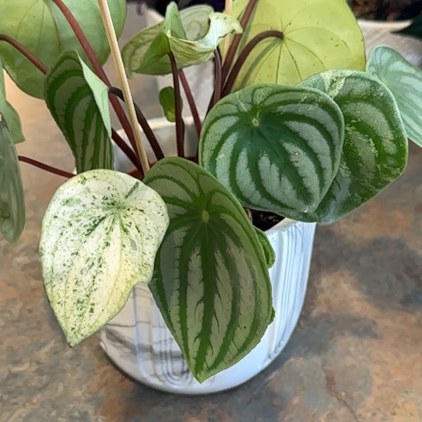 Photo of the plant species Variegated Watermelon Peperomia by @MoonchildBec named Macy on Greg, the plant care app
