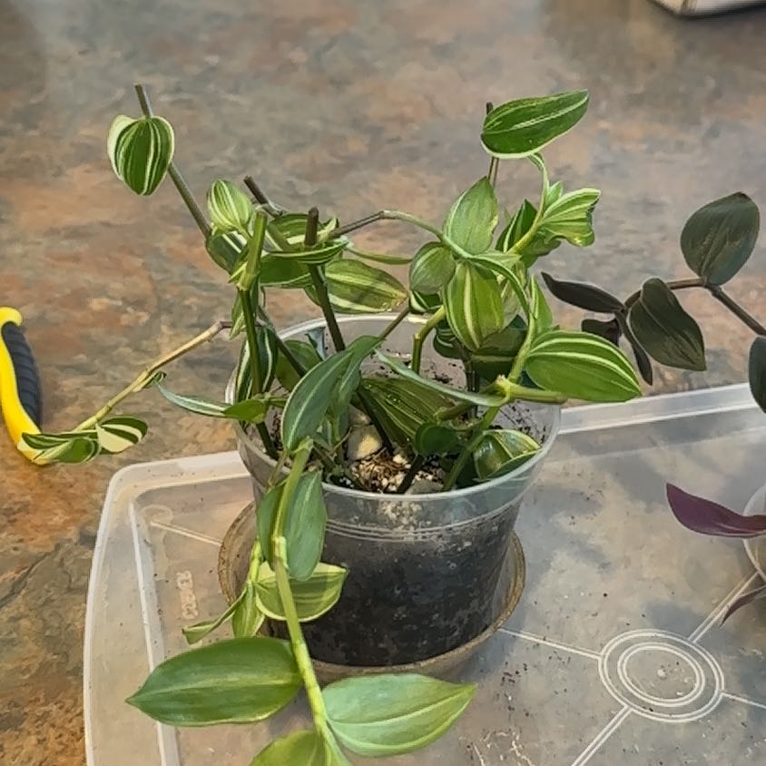 Photo of the plant species Tradescantia 'White Zebra' by @MoonchildBec named Shanda on Greg, the plant care app