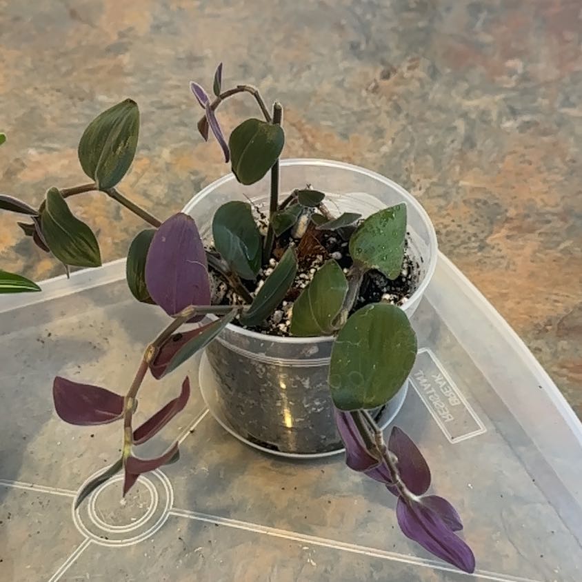 Photo of the plant species Baby Bunny Bellies by @MoonchildBec named Bunny on Greg, the plant care app