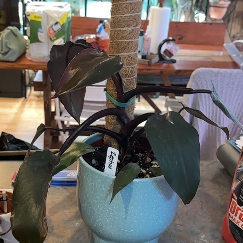 Photo of the plant species Philodendron 'Black Cardinal' by @MoonchildBec named Zephyr on Greg, the plant care app