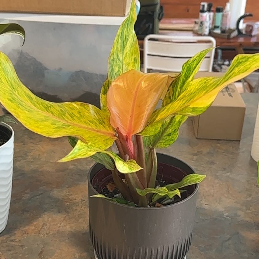 Photo of the plant species Philodendron orange Marmalade by @MoonchildBec named Simba on Greg, the plant care app