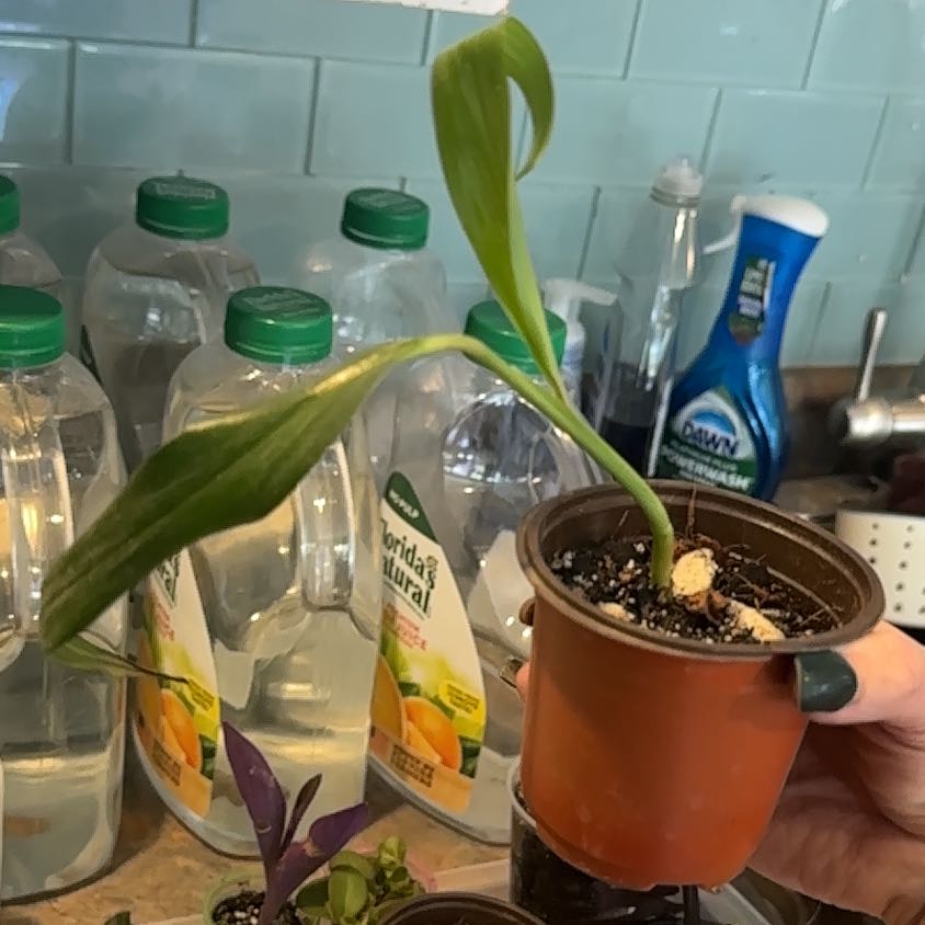 Photo of the plant species Epipremnum silvaticum by @MoonchildBec named Orion on Greg, the plant care app