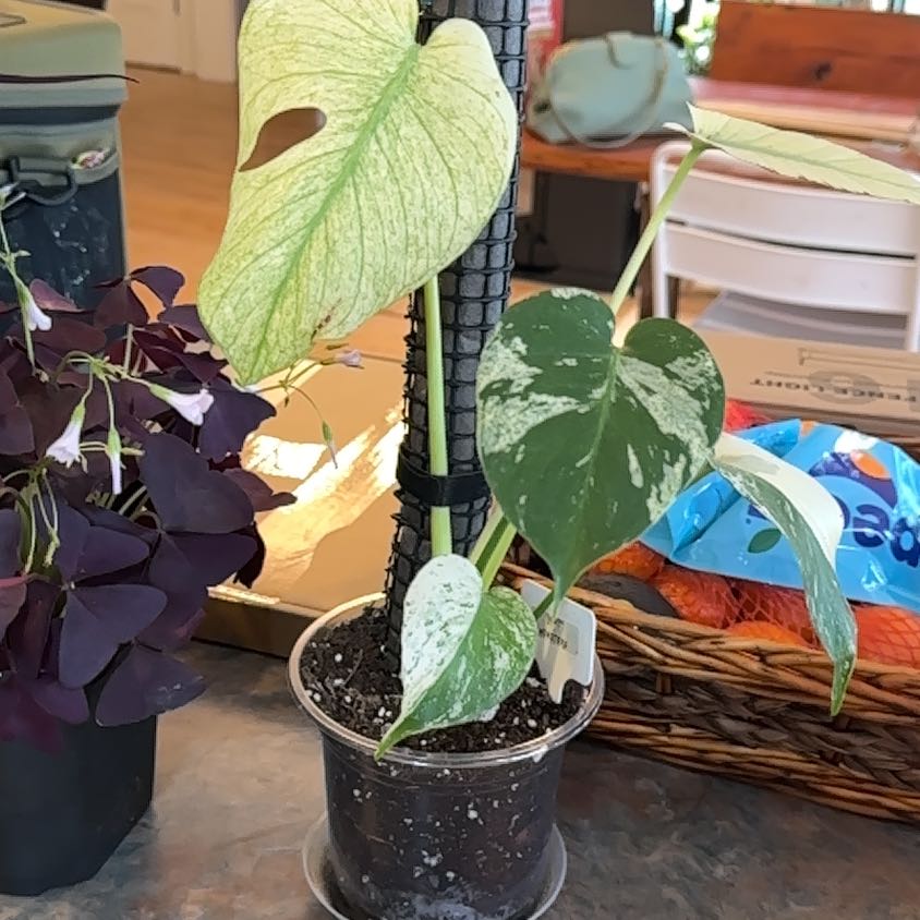 Photo of the plant species Monstera by @MoonchildBec named Izzy on Greg, the plant care app