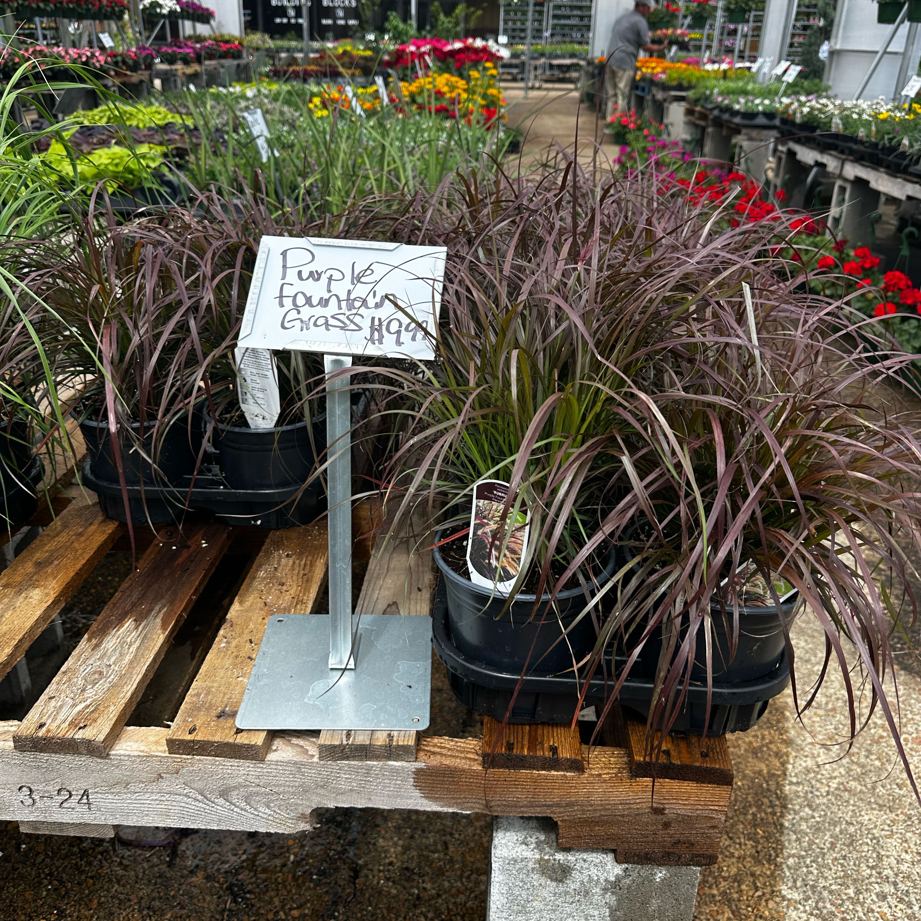 Photo of the plant species Crimson Fountaingrass by @MoonchildBec named Purple on Greg, the plant care app