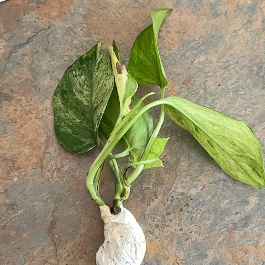 Photo of the plant species Neon Marble Pothos by @MoonchildBec named Jase on Greg, the plant care app