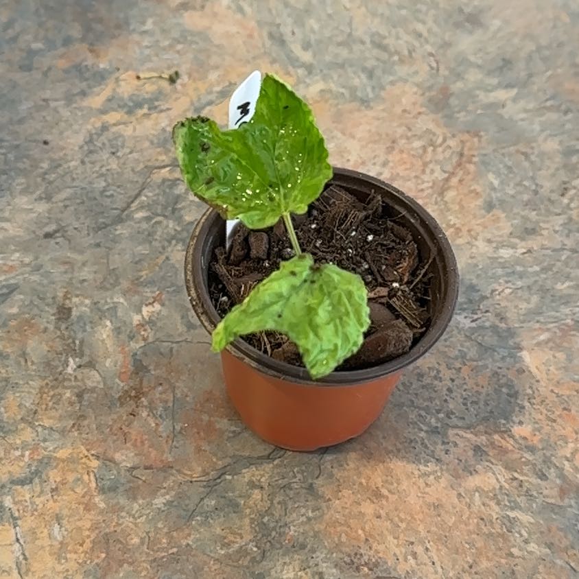Photo of the plant species Moonflower, moon vine, tropical white morning glory by @MoonchildBec named Mac on Greg, the plant care app