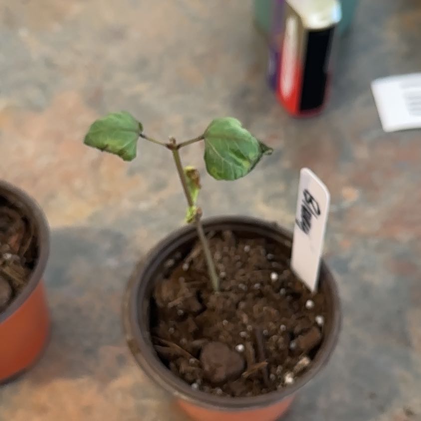 Photo of the plant species Moonflower, moon vine, tropical white morning glory by @MoonchildBec named Bluey on Greg, the plant care app