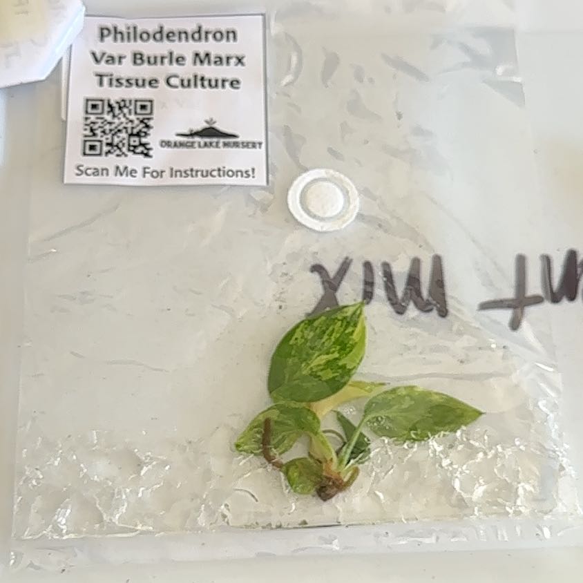 Photo of the plant species Philodendron Burle Marx by @MoonchildBec named Burle on Greg, the plant care app