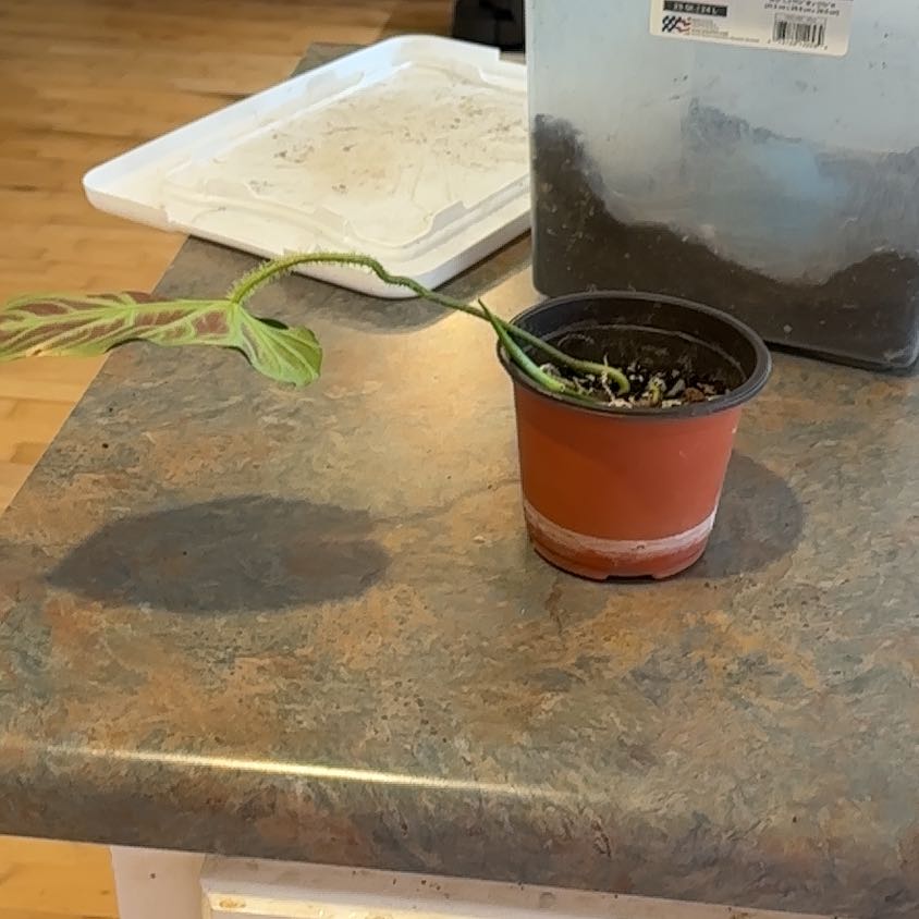 Photo of the plant species Philodendron Splendid by @MoonchildBec named Braze on Greg, the plant care app