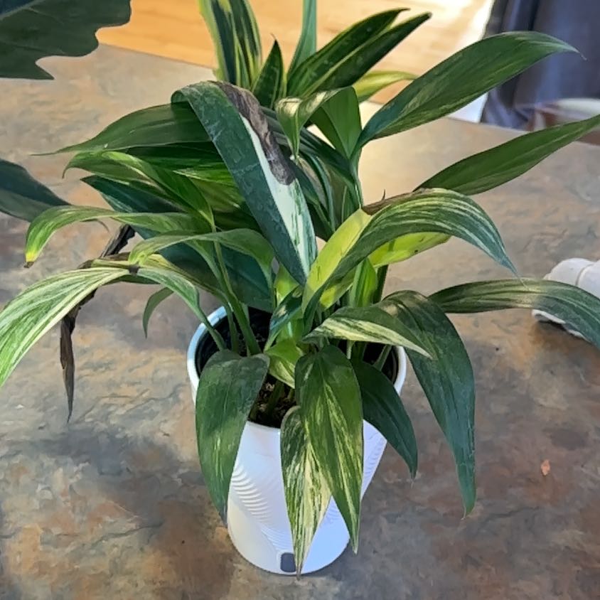 Photo of the plant species Pothos amplifolia by @MoonchildBec named Silver streak on Greg, the plant care app