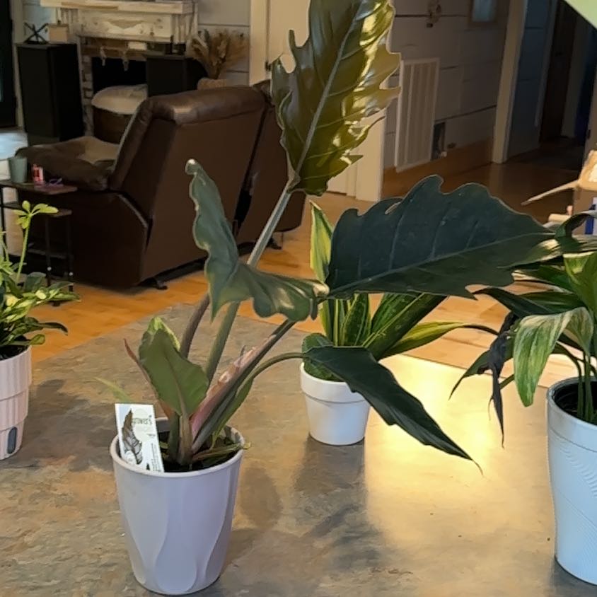 Photo of the plant species Philodendron Caramel Pluto by @MoonchildBec named Caramel on Greg, the plant care app