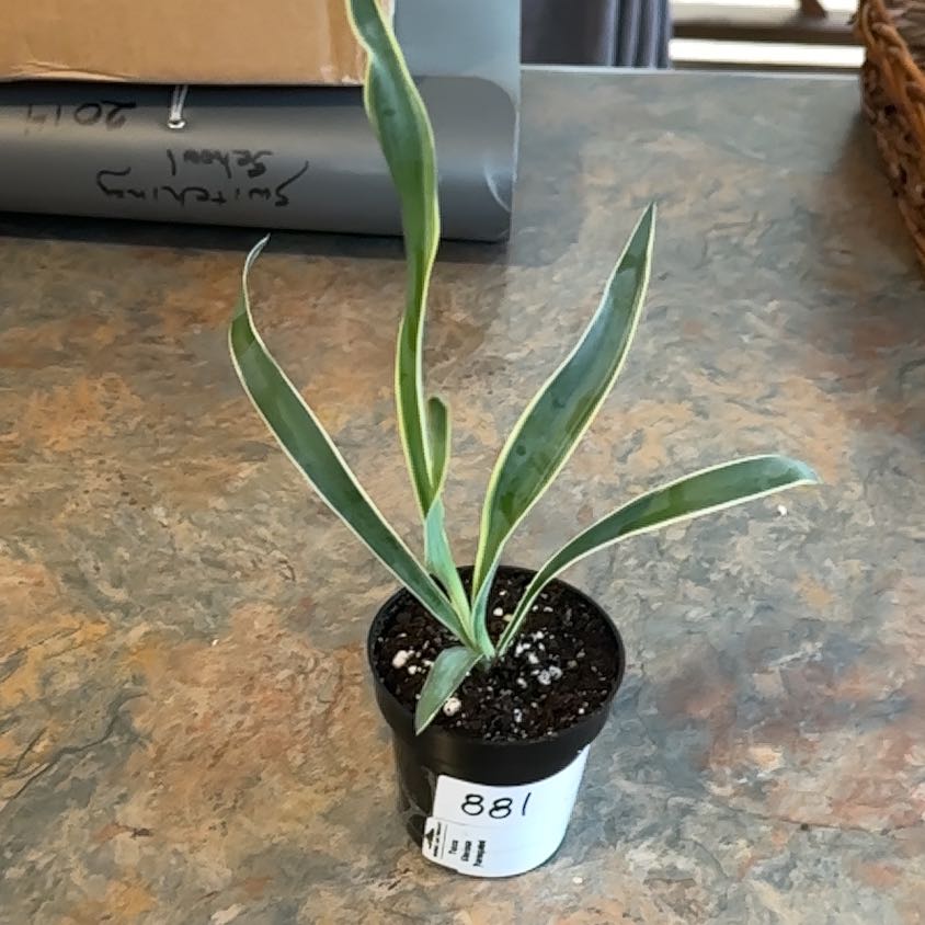 Photo of the plant species Variegated Spanish Dagger by @MoonchildBec named Yucca on Greg, the plant care app