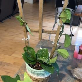 Photo of the plant species Speckled Hoya by @MoonchildBec named Levi on Greg, the plant care app