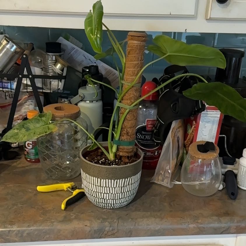 Photo of the plant species Paraiso Verde Philodendron by @MoonchildBec named Trudy on Greg, the plant care app