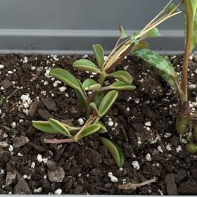 Photo of the plant species Ruby Glow Peperomia by @MoonchildBec named Ruby on Greg, the plant care app