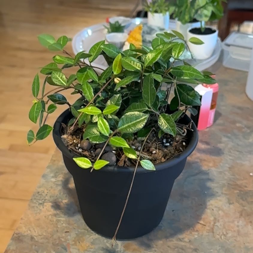 Photo of the plant species Asian Jasmine by @MoonchildBec named Morgana on Greg, the plant care app
