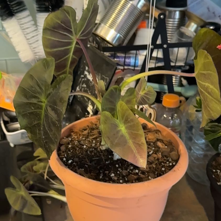 Photo of the plant species Royal Hawaiian Elephant Ear by @MoonchildBec named Lilith on Greg, the plant care app