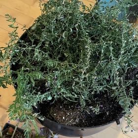 Photo of the plant species Mexican-Heather by @MoonchildBec named Heather on Greg, the plant care app
