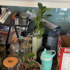Photo of the plant species Dipladenia 'Rio' by @MoonchildBec named Kramer on Greg, the plant care app