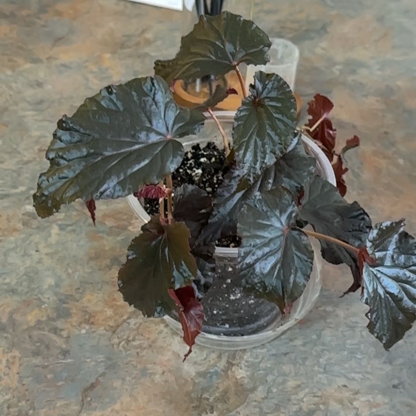 Photo of the plant species Black Magic by @MoonchildBec named Black Magic on Greg, the plant care app