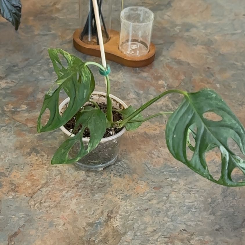 Photo of the plant species Monstera Adansonii Variegated by @MoonchildBec named Maria on Greg, the plant care app