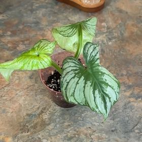 Photo of the plant species Philodendron mamei by @MoonchildBec named Mamei on Greg, the plant care app
