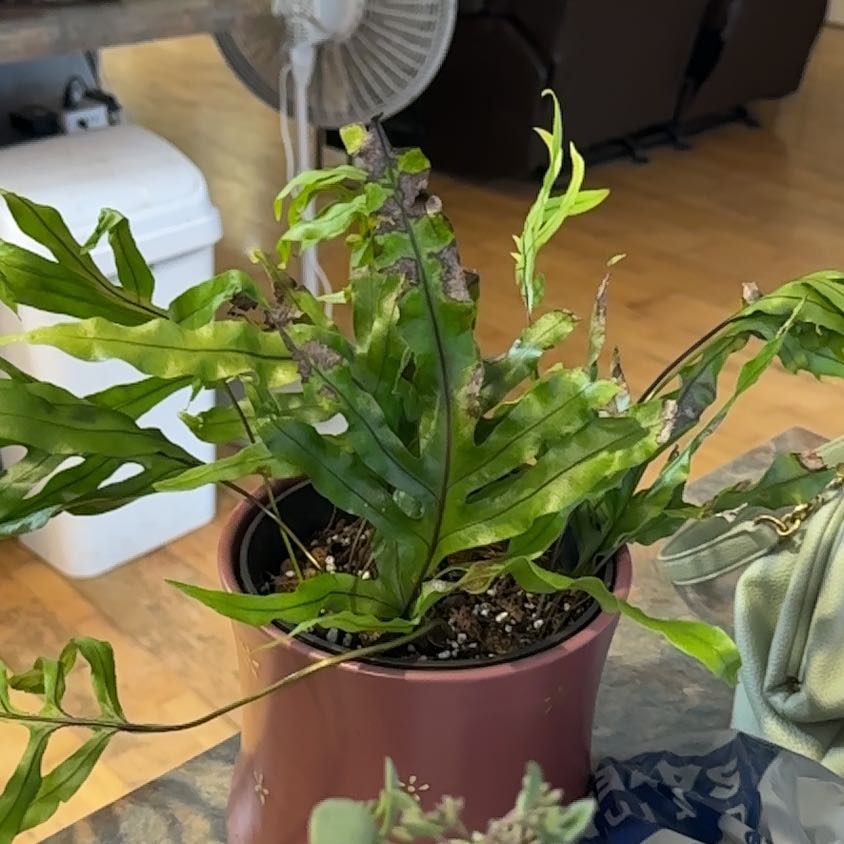 Photo of the plant species Kangaroo Paw by @MoonchildBec named Shayla on Greg, the plant care app