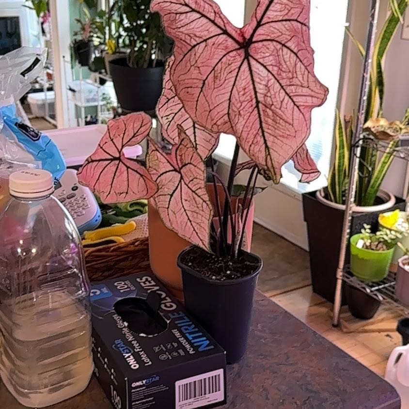Photo of the plant species Caladium 'Bicolor' by @MoonchildBec named Spring Fling on Greg, the plant care app