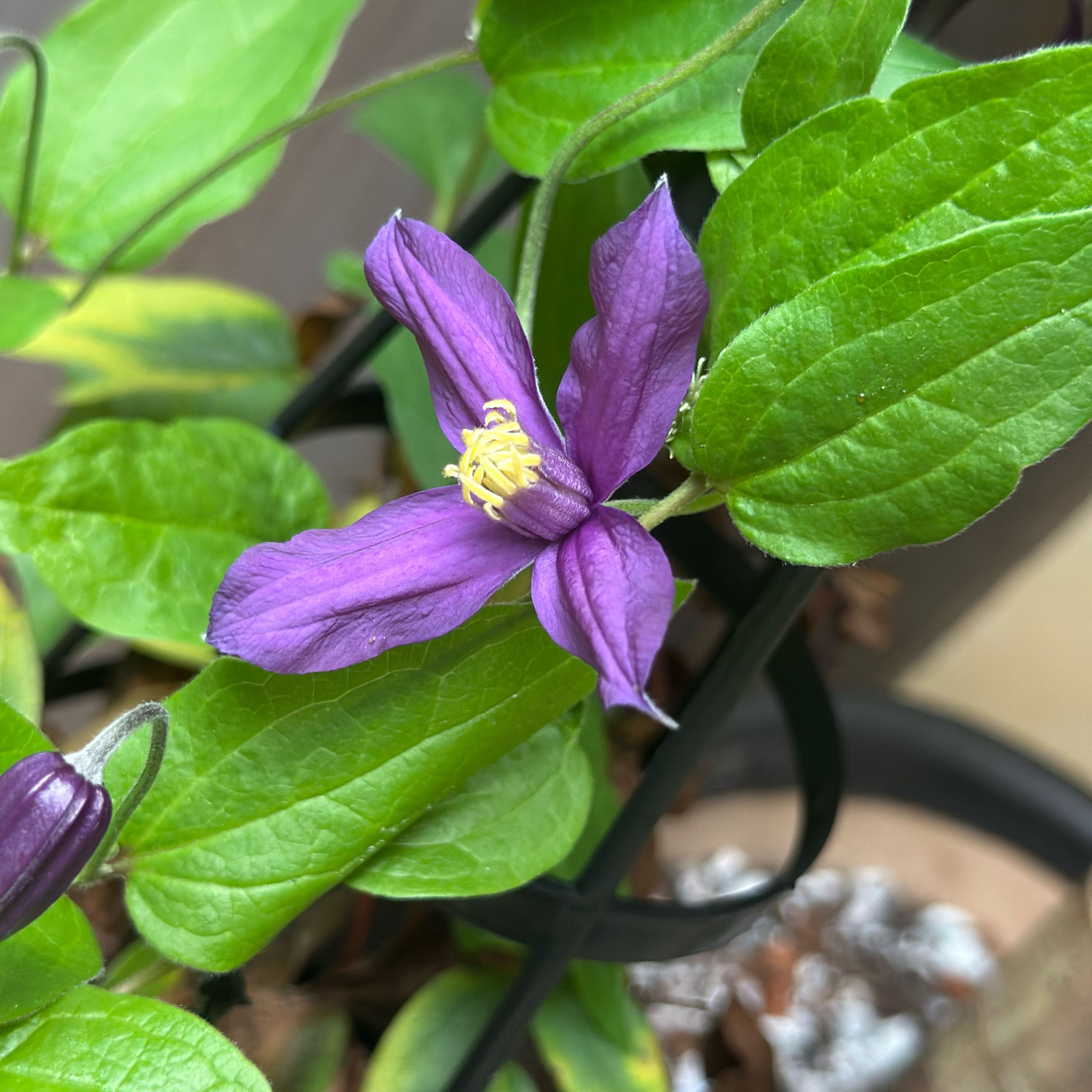 Photo of the plant species Clematis 'Petit Faucon' by @MoonchildBec named Falcon on Greg, the plant care app