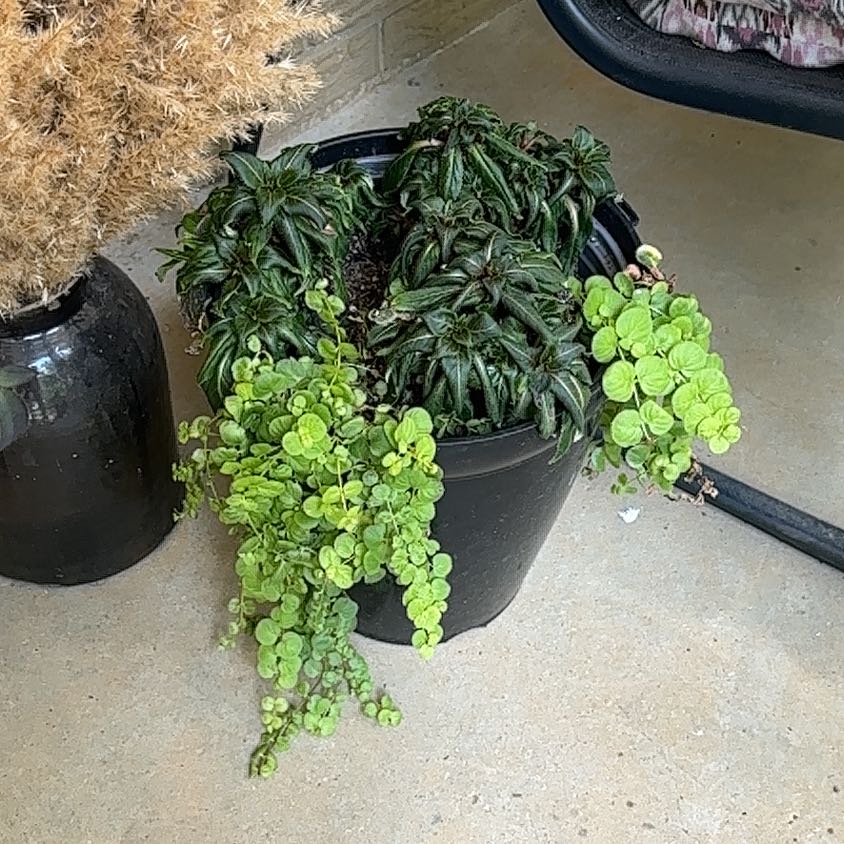 Photo of the plant species Goldilocks Creeping Jenny by @MoonchildBec named Sissy on Greg, the plant care app