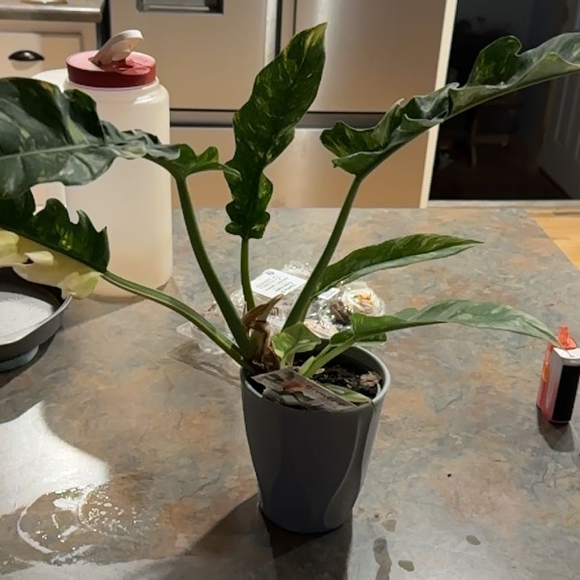 Photo of the plant species Philodendron Ring Of Fire by @MoonchildBec named Bigleef Smalls on Greg, the plant care app
